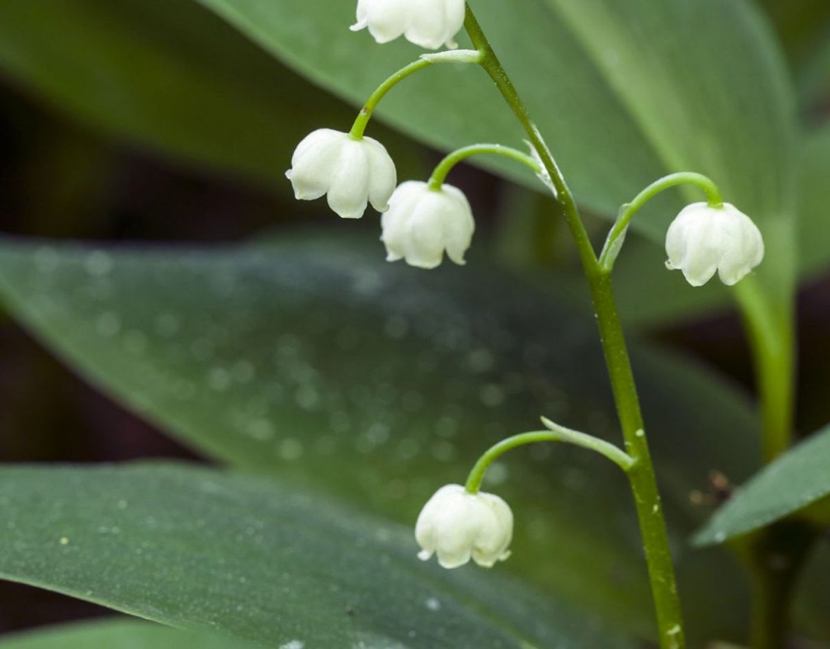 Liljekonval er en dansk klassiker, men den er også meget farlig – især for børn. Hele planten er giftig, og giften virker på hjertet. De lange blade kan forveksles med allestedsnærværende og populære ramsløg – liljekonval lugter dog ikke på samme kraftige måde. Hvis et barn indtager mere end to bær fra denne ellers yndige blomst, skal barnet have behandling. Foto: Scanpix