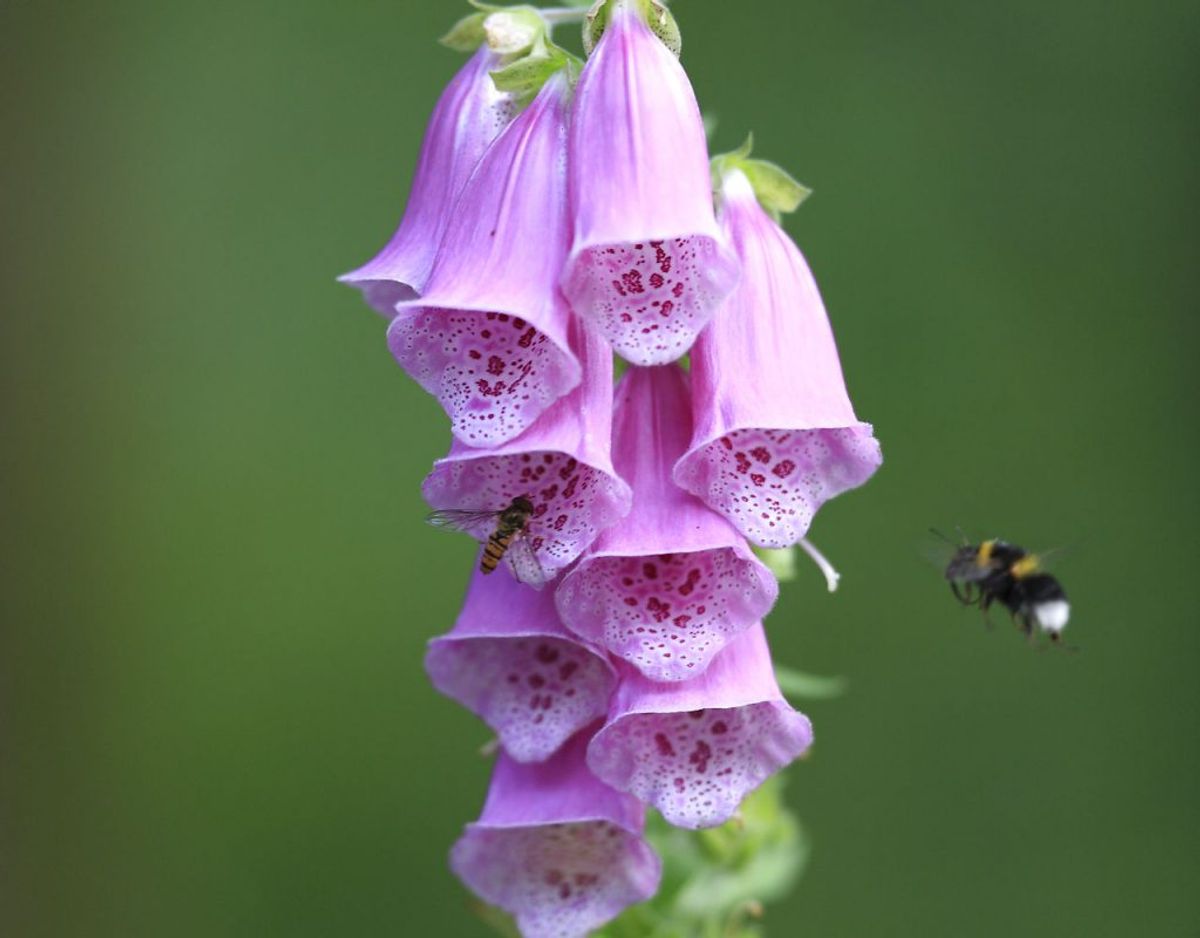 Almindelig fingerbøl – Digitalis purpurae – er et hit hos bier, men hele planten er meget giftig, og påvirker hjertet. Derfor skal du altid kontakte og besøge læge eller sygehus ved indtag. Kommer du eller en anden til at sluge en del af planten, skal du ringe til alarmcentralen på telefonnummer 112. Foto: Scanpix