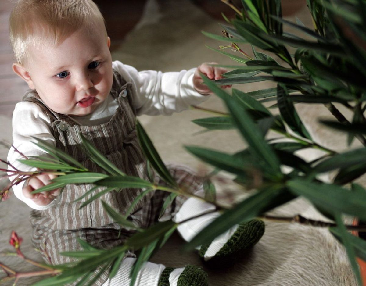 Nerier er en typisk stue-blomst, men planten indeholder en kraftig gift, som påvirker hjertet, og den er derfor aldeles vigtig at holde uden for børns rækkevidde. foto: scanpix