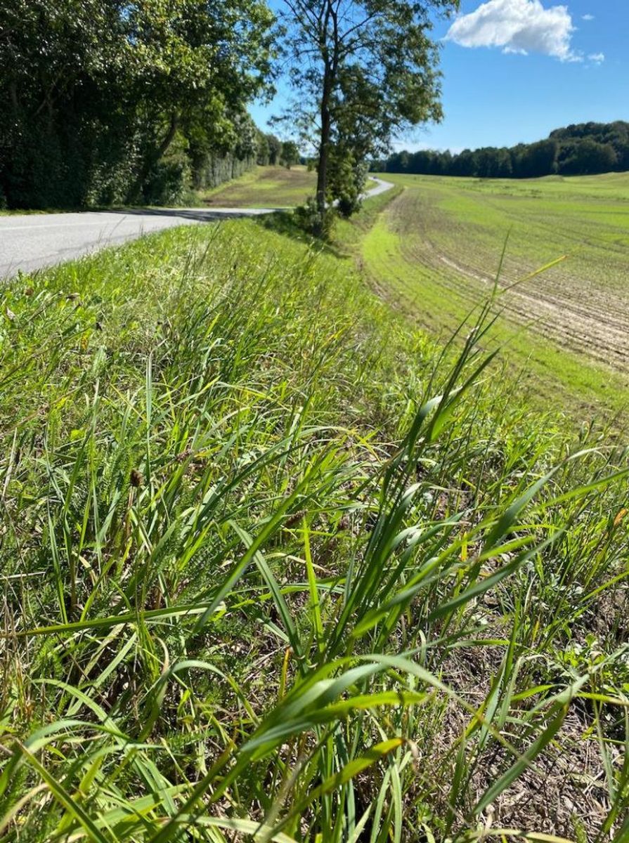 Sådan ser grøftekanterne ud langs Aakær Gods marker, efter kommunen har slået dem. Foto: Louise Fischer/TV2 Østjylland.
