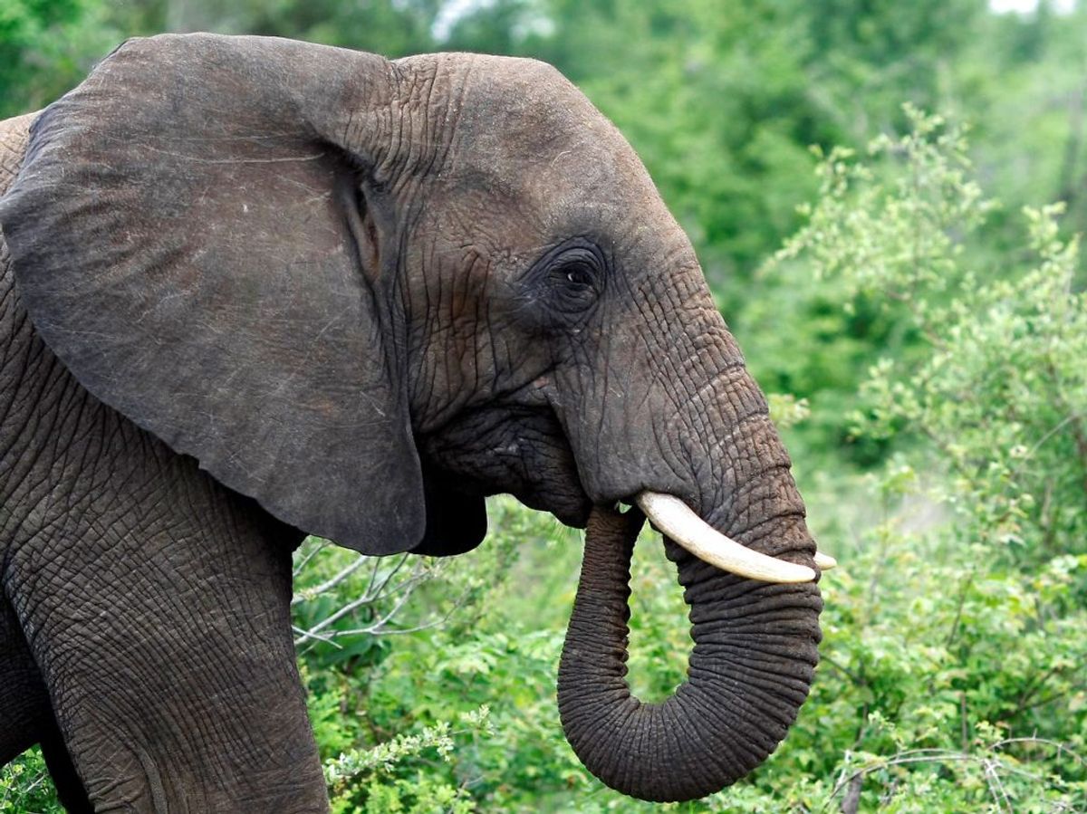 En 27-årig mand er blevet dræbt af en elefant, der stak stødtænderne i ham. Foto: REUTERS/Mike Hutchings/File Photo
