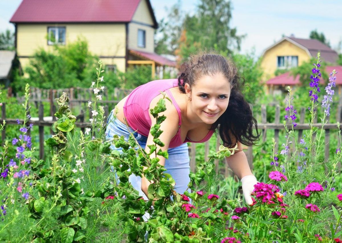 En god krydderihave udsender også dufte, som insekterne ikke kan lide. Kilde: Reader’s Digest. Arkivfoto.