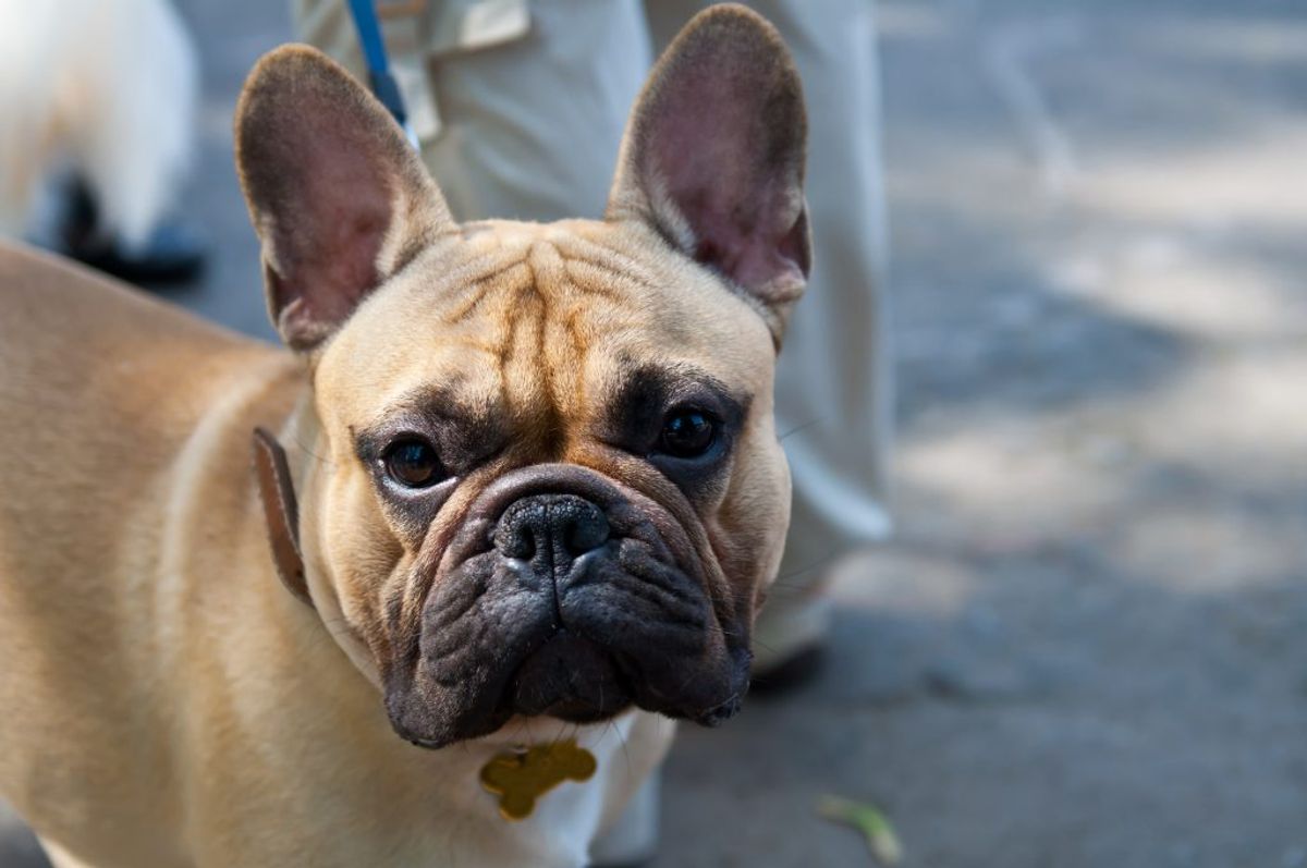 Bulldog. Kilde: Goodhousekeeping. Arkivfoto.