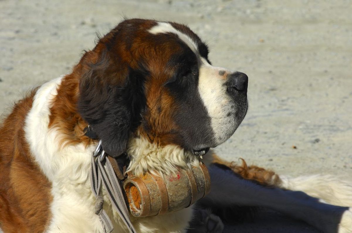 Sankt Bernhardshund. Kilde: Goodhousekeeping. Foto: Scanpix.