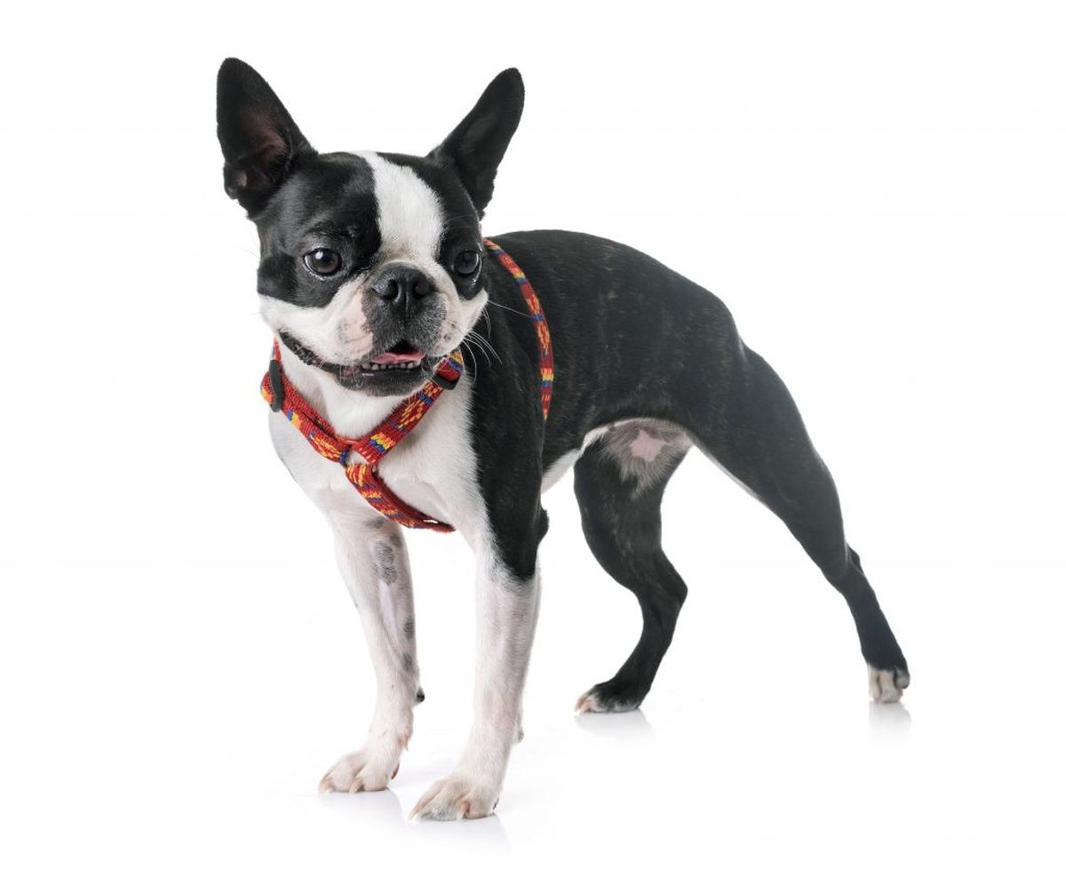 Fransk Bulldog. Kilde: Goodhousekeeping. Arkivfoto.