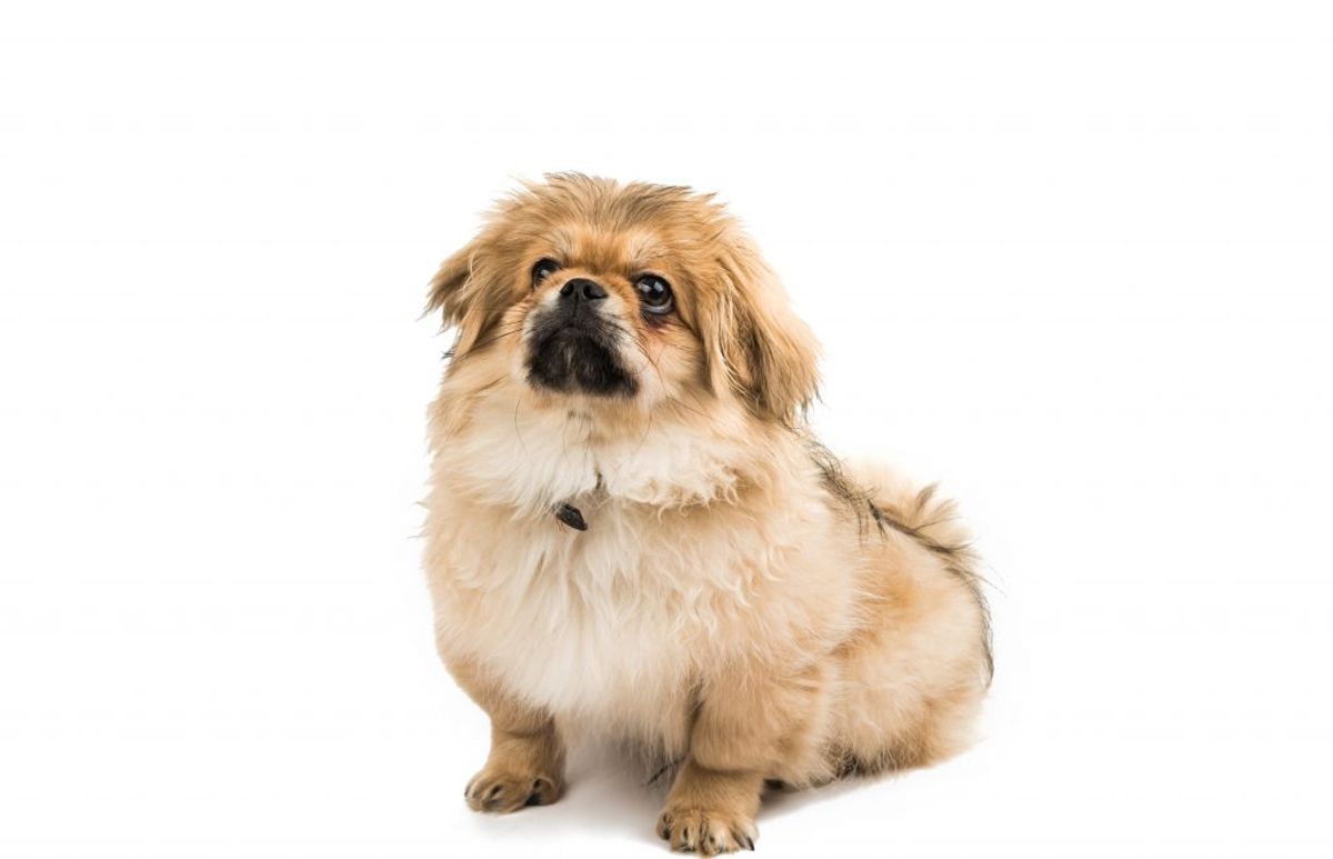 Pekingeser. Kilde: Goodhousekeeping. Arkivfoto.