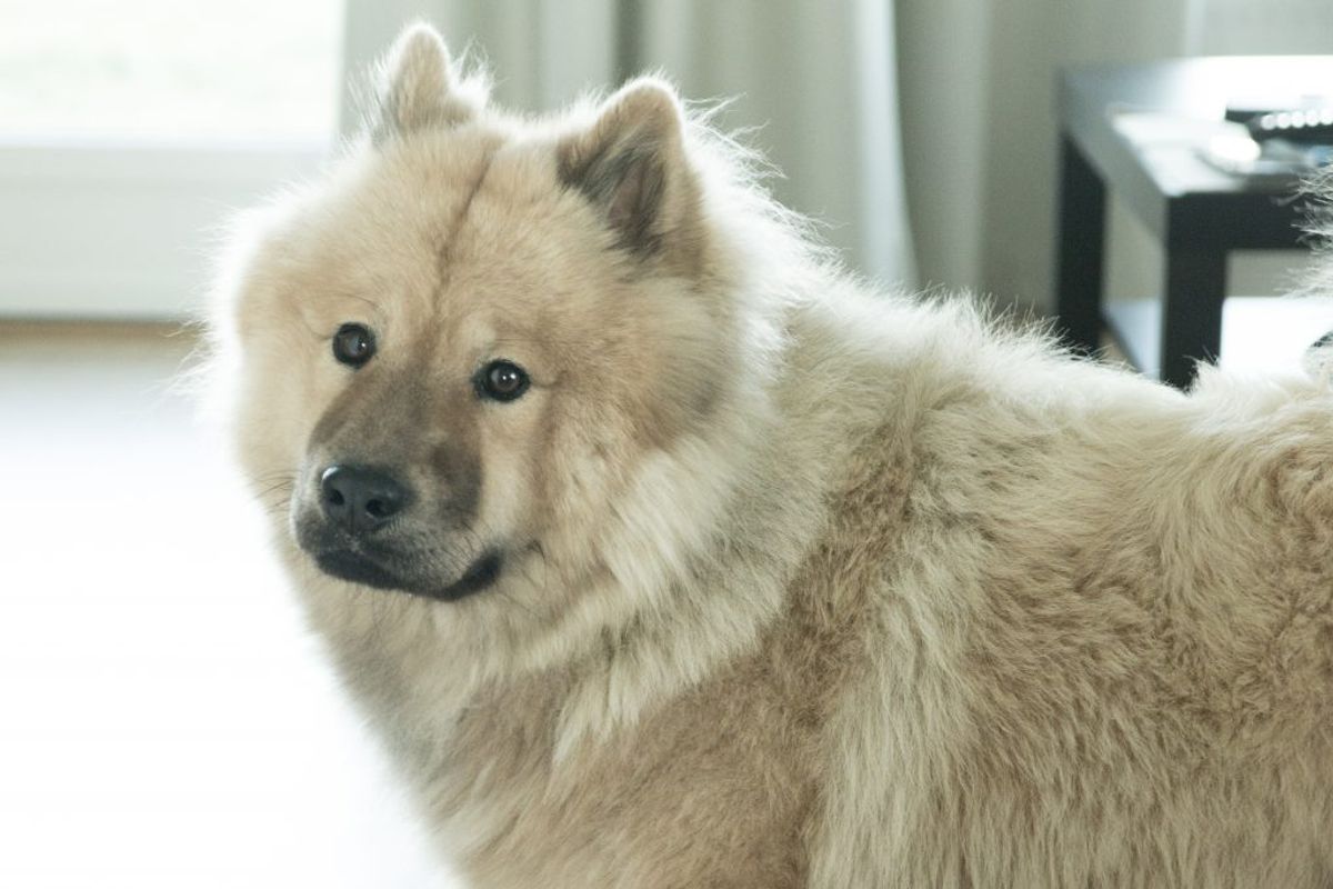 Chow Chow. Kilde: Goodhousekeeping. Arkivfoto.