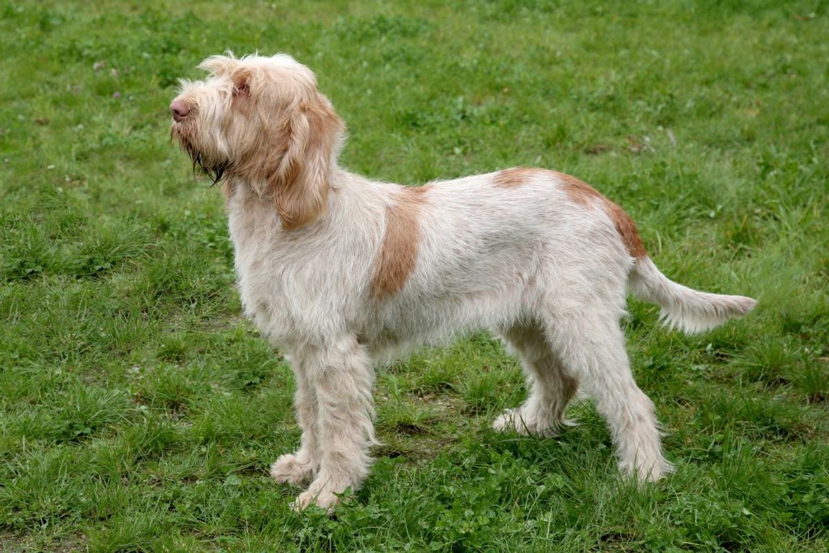 Spinone Italiano. Kilde: Goodhousekeeping. Arkivfoto.