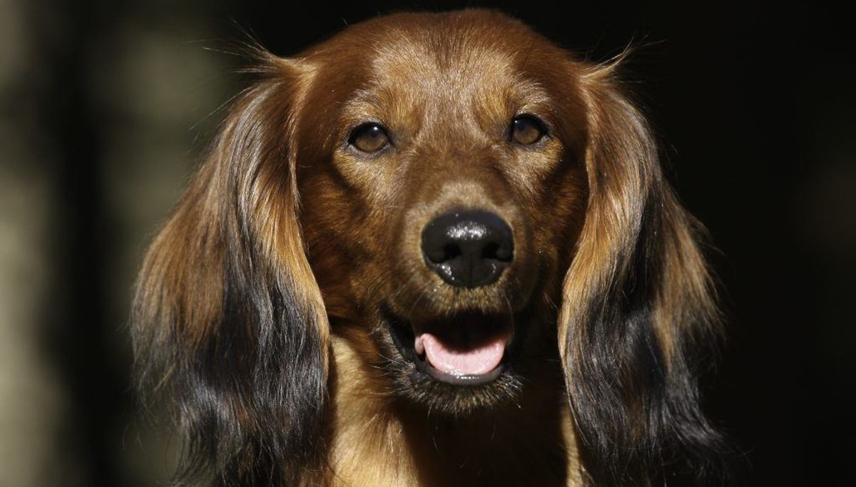 Gravhund. Forventet levetid: 13 år. Kilde: Danske Dyreinternater. Foto: Scanpix.