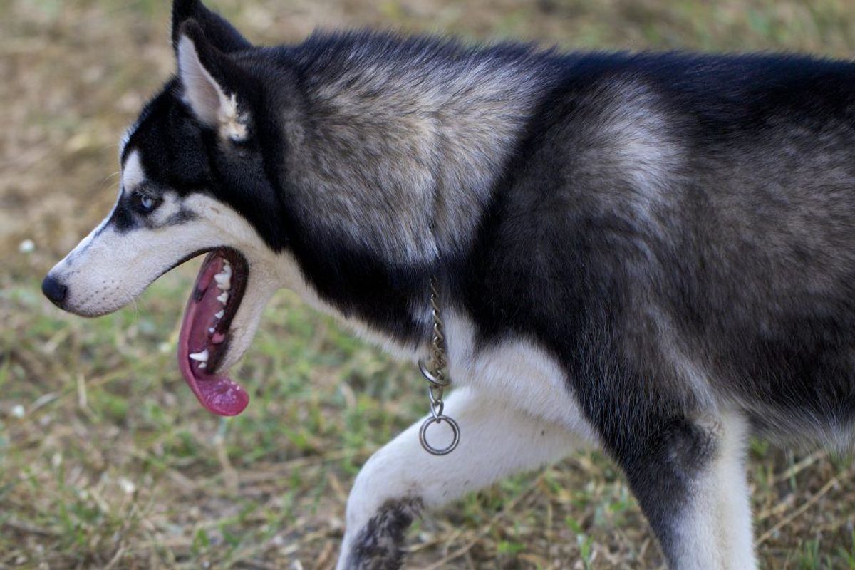 Malamute. Kilde: Reader’s Digest. Arkivfoto.