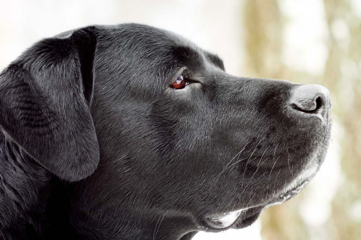 Labrador Retriever. Forventet levetid: 12 år. Kilde: Danske Dyreinternater. Foto: Scanpix.