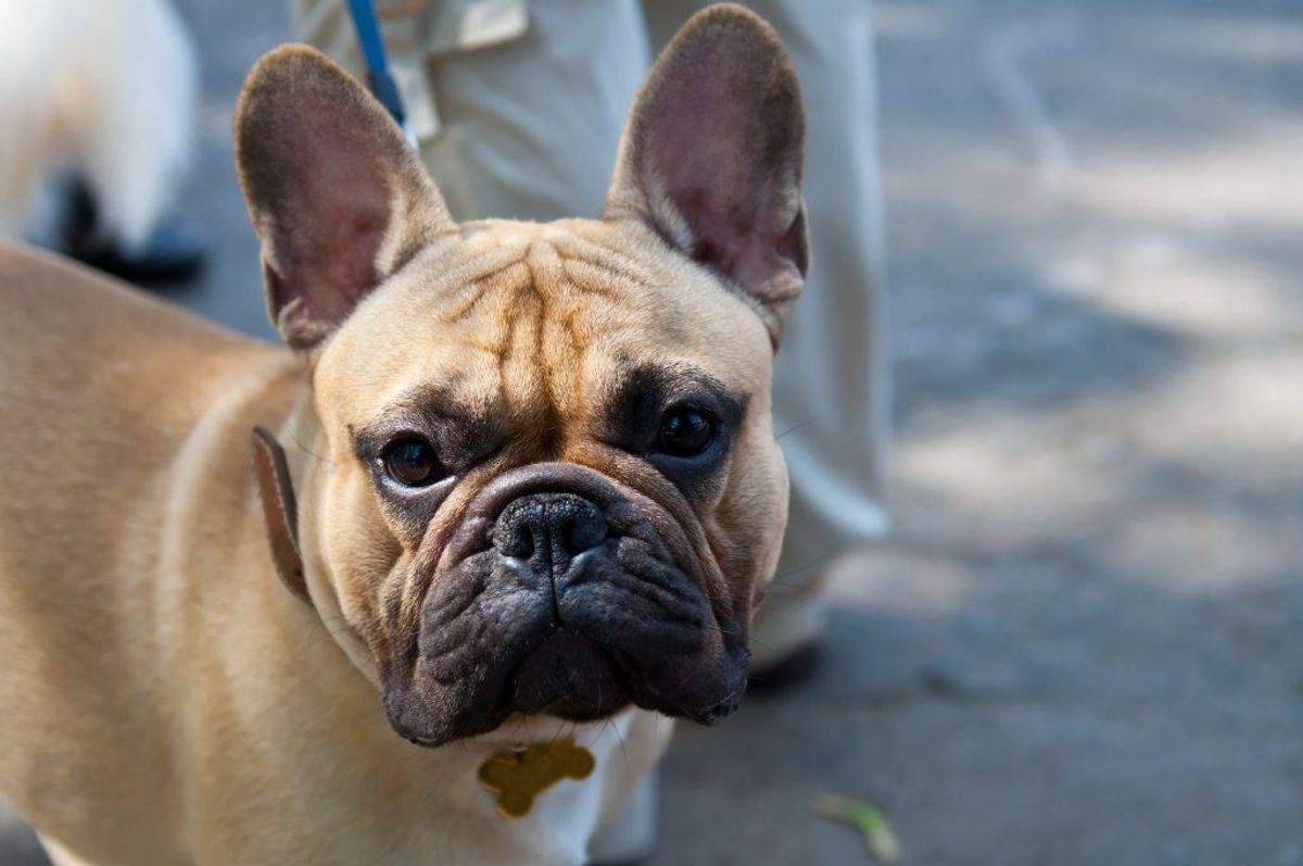 Bulldog og fransk bulldog. Kilde: Reader’s Digest. Arkivfoto.