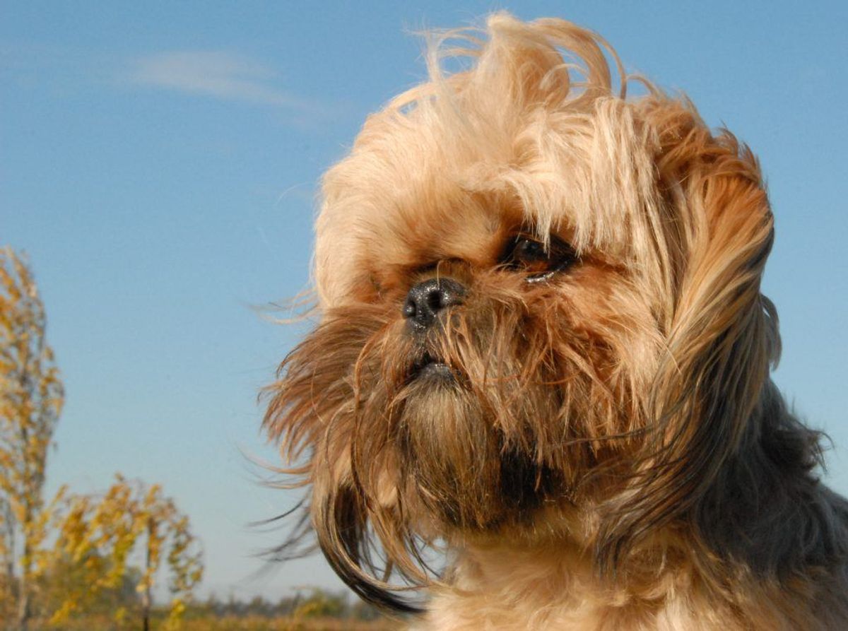 Shi tzu. Kilde: Reader’s Digest. Arkivfoto.