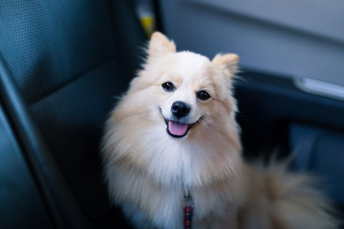 Undlad som hovedregel at efterlade hunden alene i en varm bil. Det tager altid længere tid at handle, end du beregner. Lad derfor din hund blive hjemme, hvis alternativet er, at den skal sidde alene i bilen.