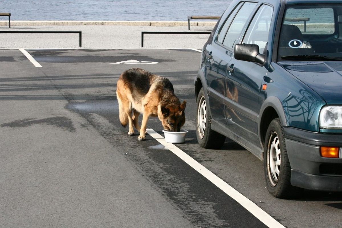 Hav altid frisk vand med i bilen til hunden.