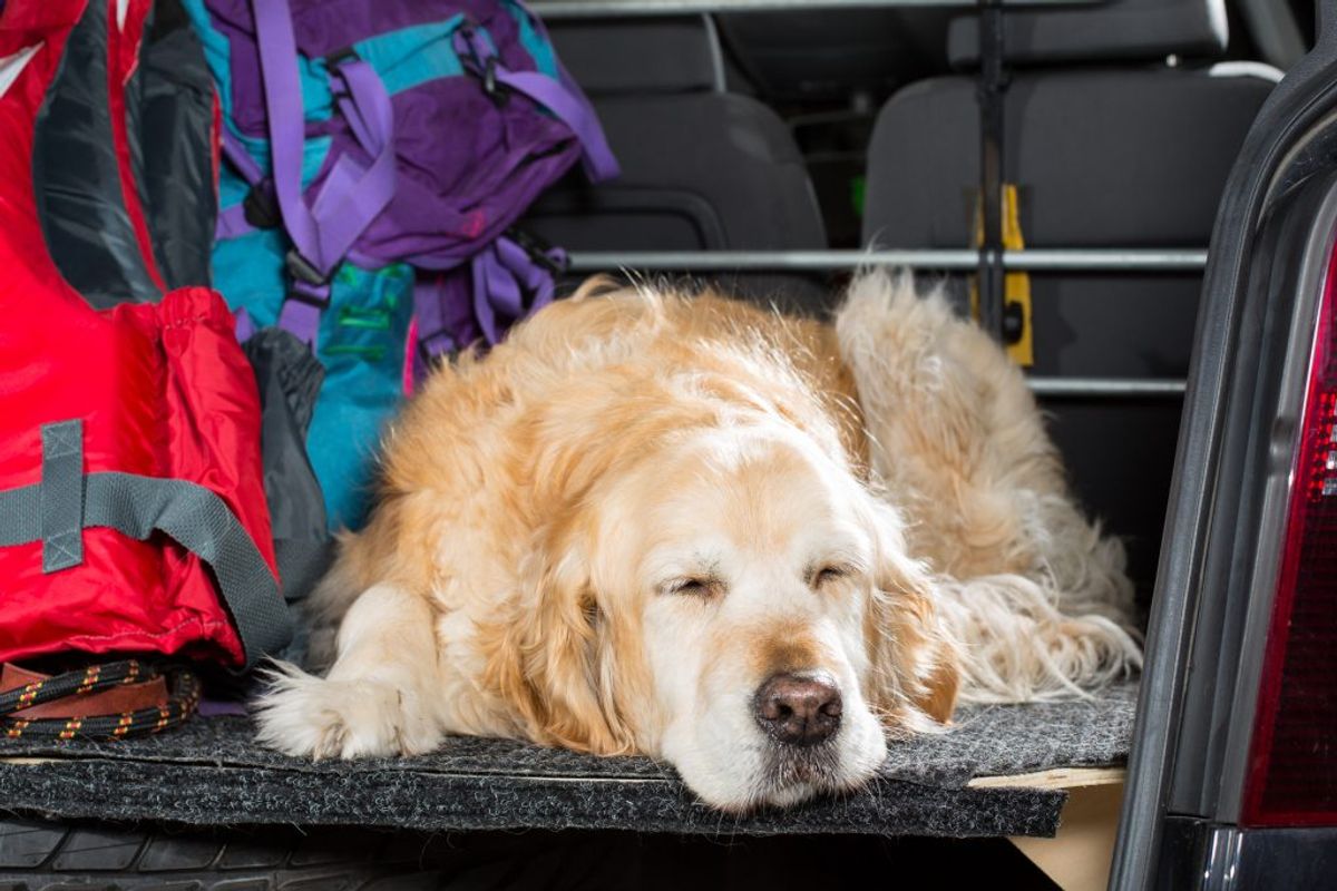 Hvis bilen ikke har aircondition, så undgå at tage lange bilture med hunden, når det er meget varmt. Selv når du parkerer i skyggen, kan bilens temperatur stige til 50 grader, og da solen hurtigt flytter sig på himlen, vil bilen på kort tid være placeret i direkte sollys igen