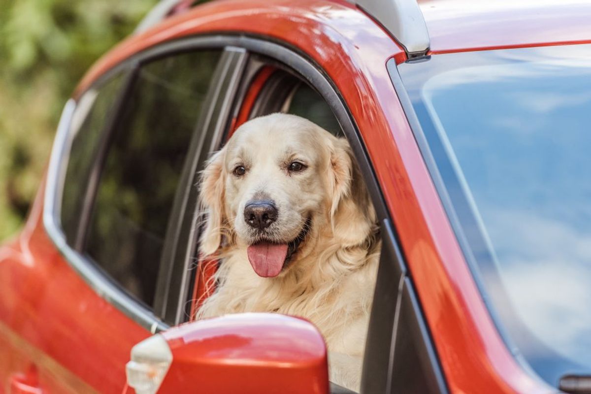 Frisk luft er vigtigt, også med aircondition i bilen. Hunden kan få det meget varmt bagi, hvor ventilationen måske ikke virker så godt, selvom det er dejlig køligt foran. Sørg for, at hunden får frisk luft, uanset hvor den er placeret i bilen.