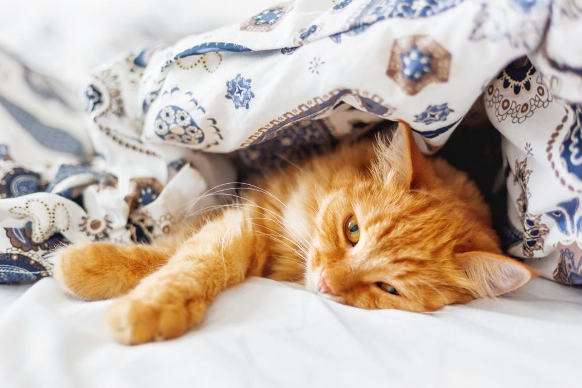 Det kan være hyggeligt at have katten eller hunden liggende i sengen, men det er også en sand bakteriespreder. Foto: Colourbox