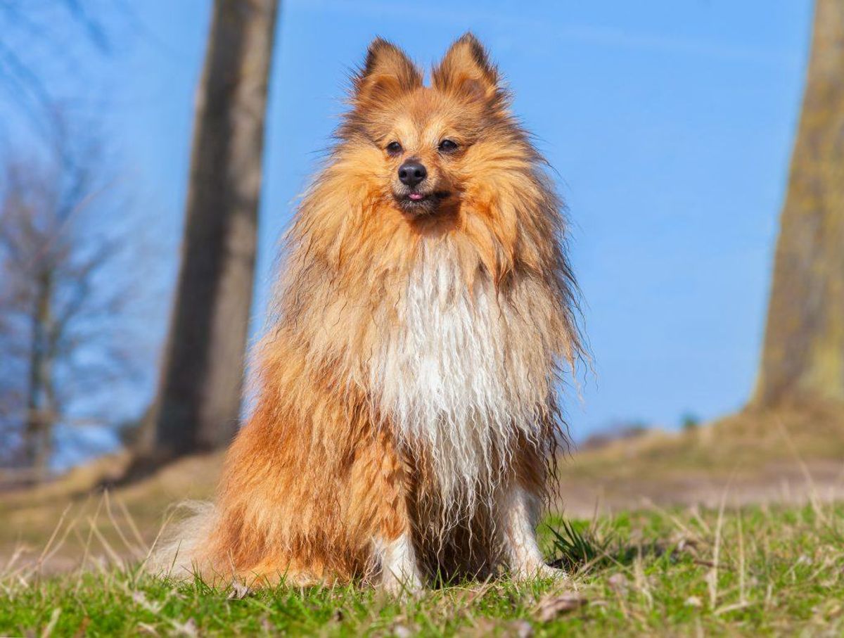 Nummer 20: Shetland Sheepdog. Kilde: Agria Dyreforsikring. Arkivfoto.