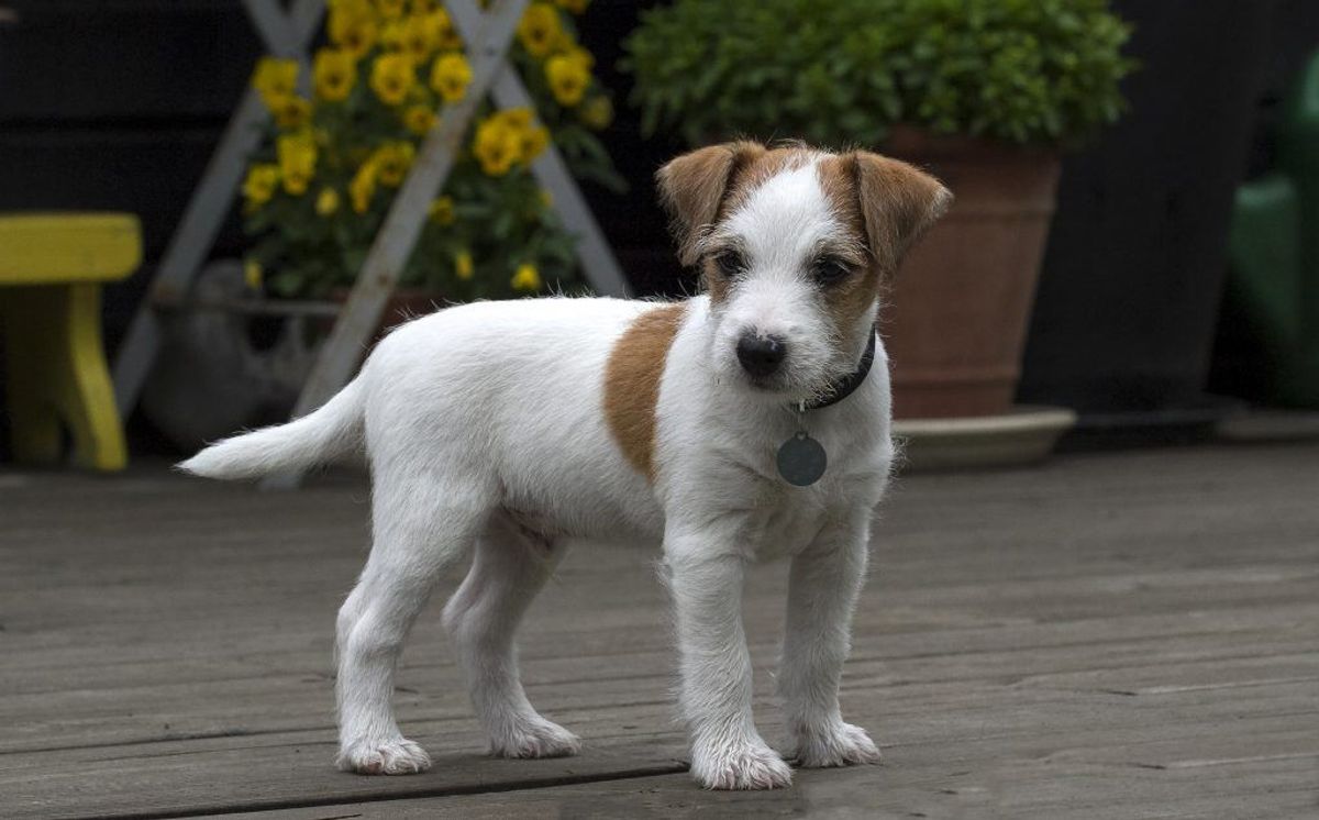 Nummer 19: Jack Russell Terrier. Kilde: Agria Dyreforsikring. Arkivfoto.