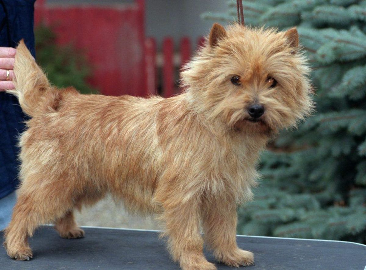 Cairn Terrier. Forventet levetid: 14 år. Kilde: Danske Dyreinternater. Foto: Scanpix.
