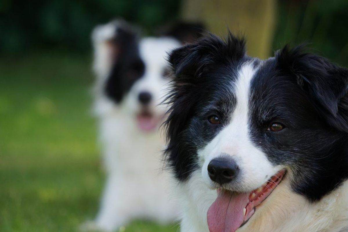 Nummer 15: Border Collie. Kilde: Agria Dyreforsikring. Arkivfoto.