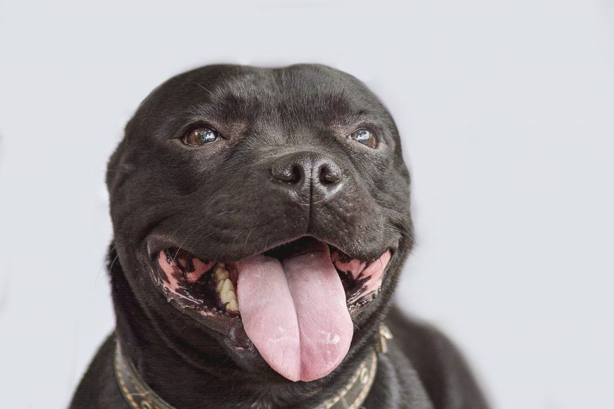 Nummr 14: Staffordshire bullterrier. Kilde: Agria Dyreforsikring. Arkivfoto.