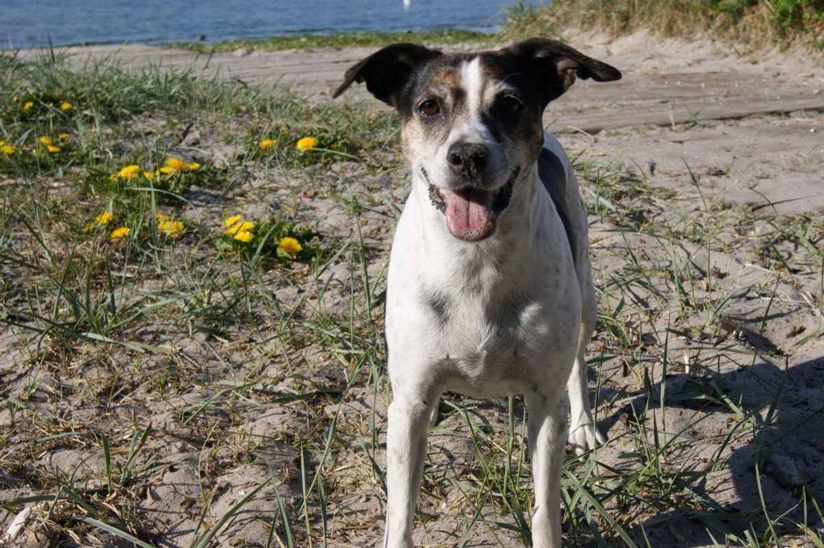 Nummer 13: Dansk-svensk gårdhund. Kilde: Agria Dyreforsikring. Arkivfoto.