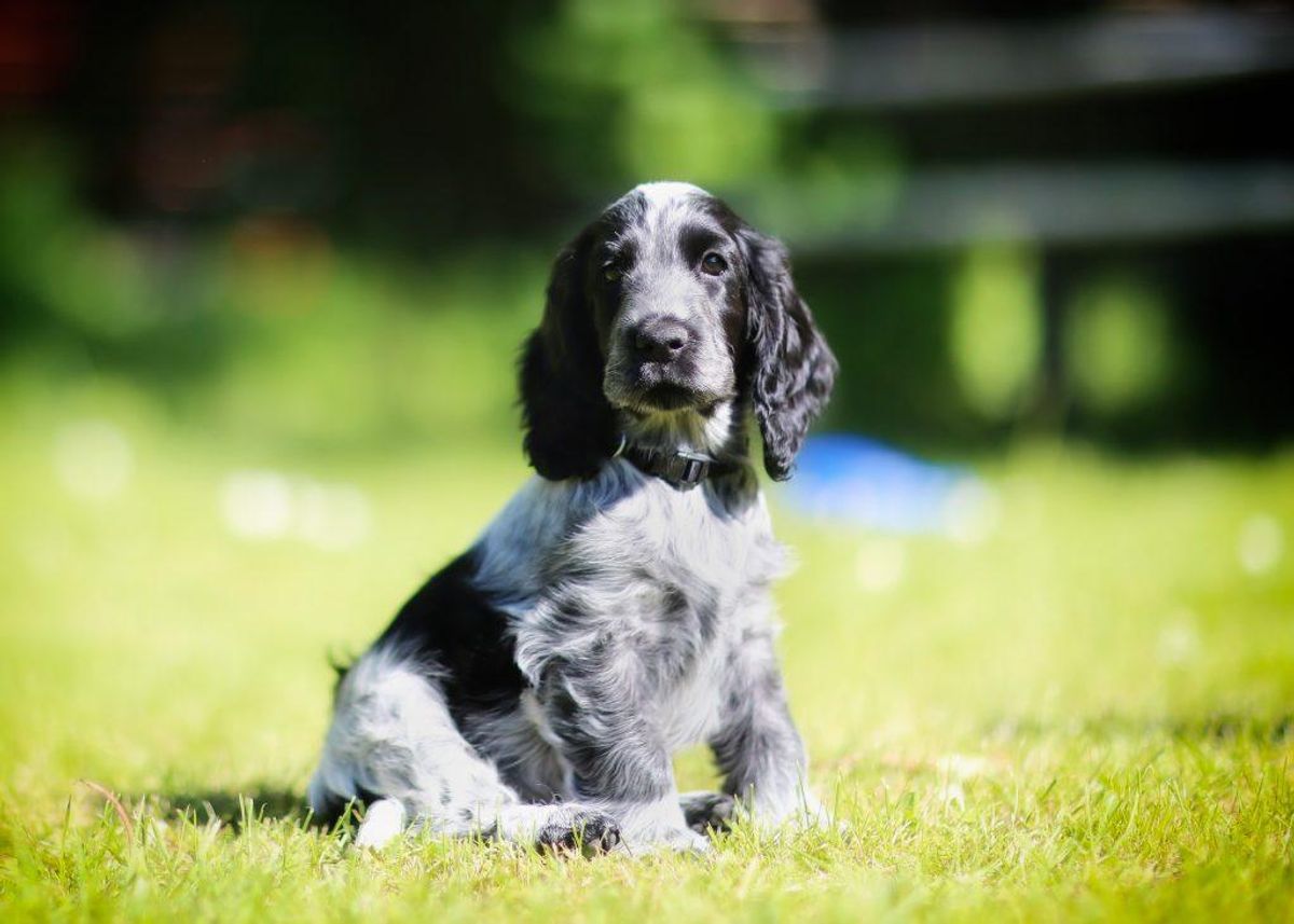 Nummerr 12: Cocker spaniel. Kilde: Agria Dyreforsikring. Arkivfoto.