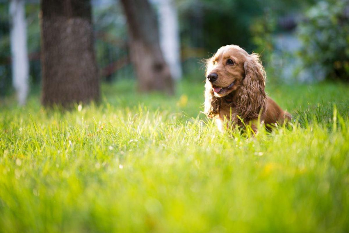 Nummer 11: Engelsk cocker spaniel. Kilde: Agria Dyreforsikring. Arkivfoto.