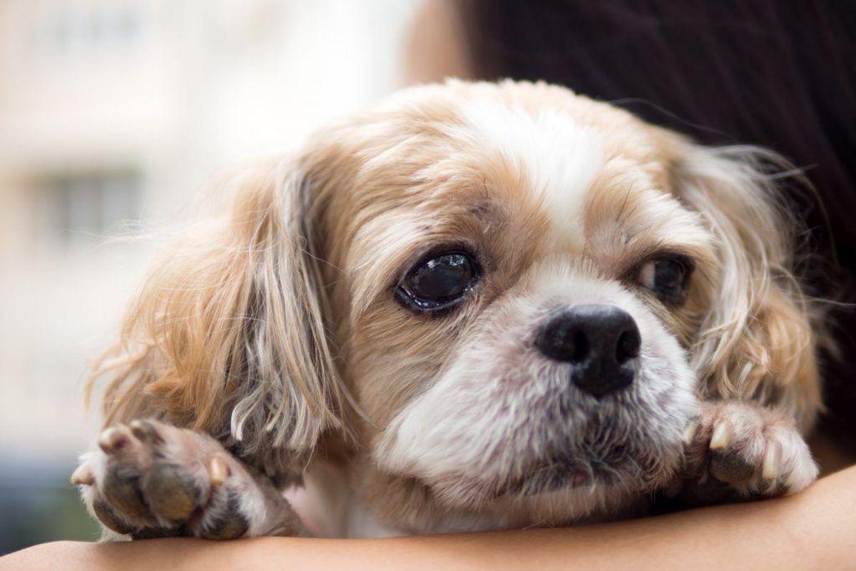 Nummer 10: Shih tzu. Kilde: Agria Dyreforsikring. Arkivfoto.