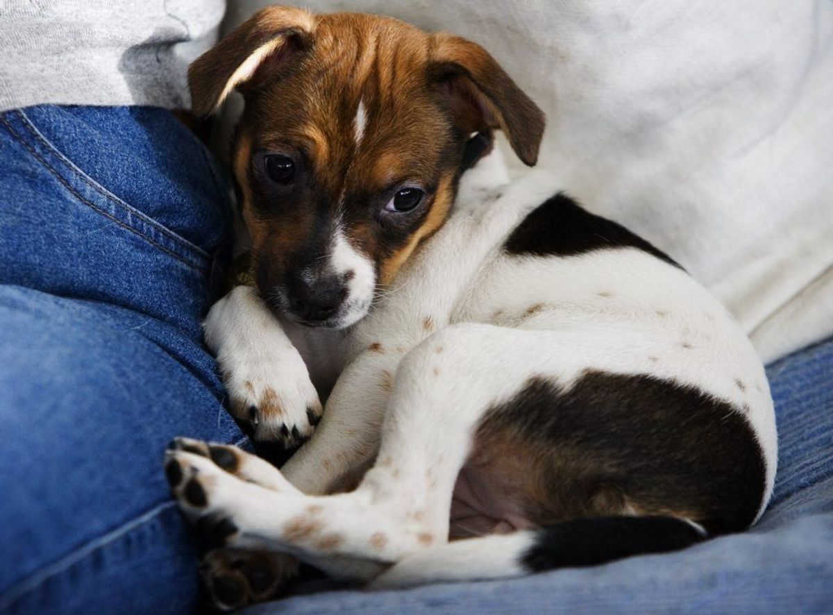 Nummer ni: Svensk-dansk gårdhund. Kilde: Agria Dyreforsikring. Arkivfoto.