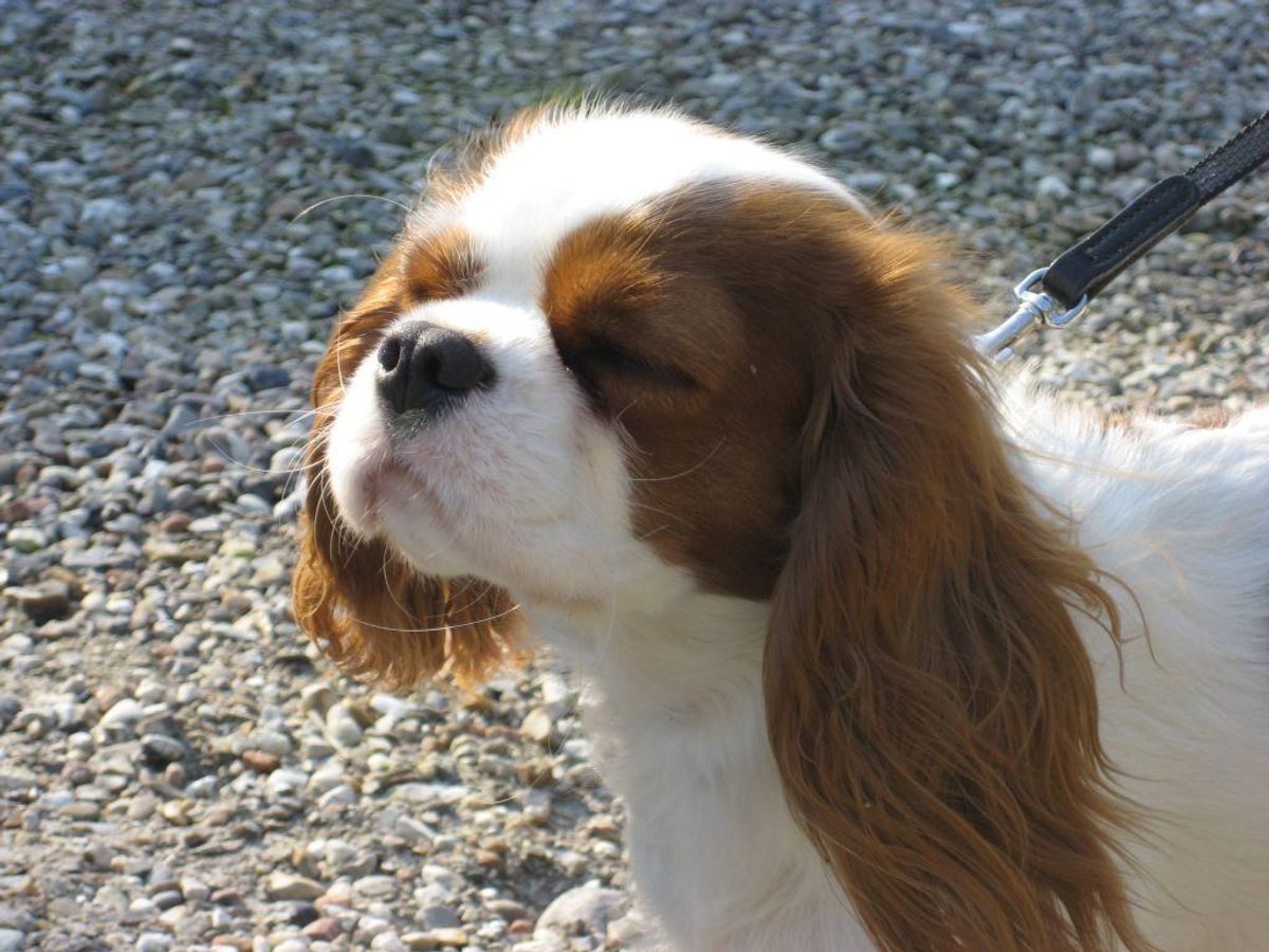 Cavalier King Charles spaniel. Kilde: Reader’s Digest. Arkivfoto.