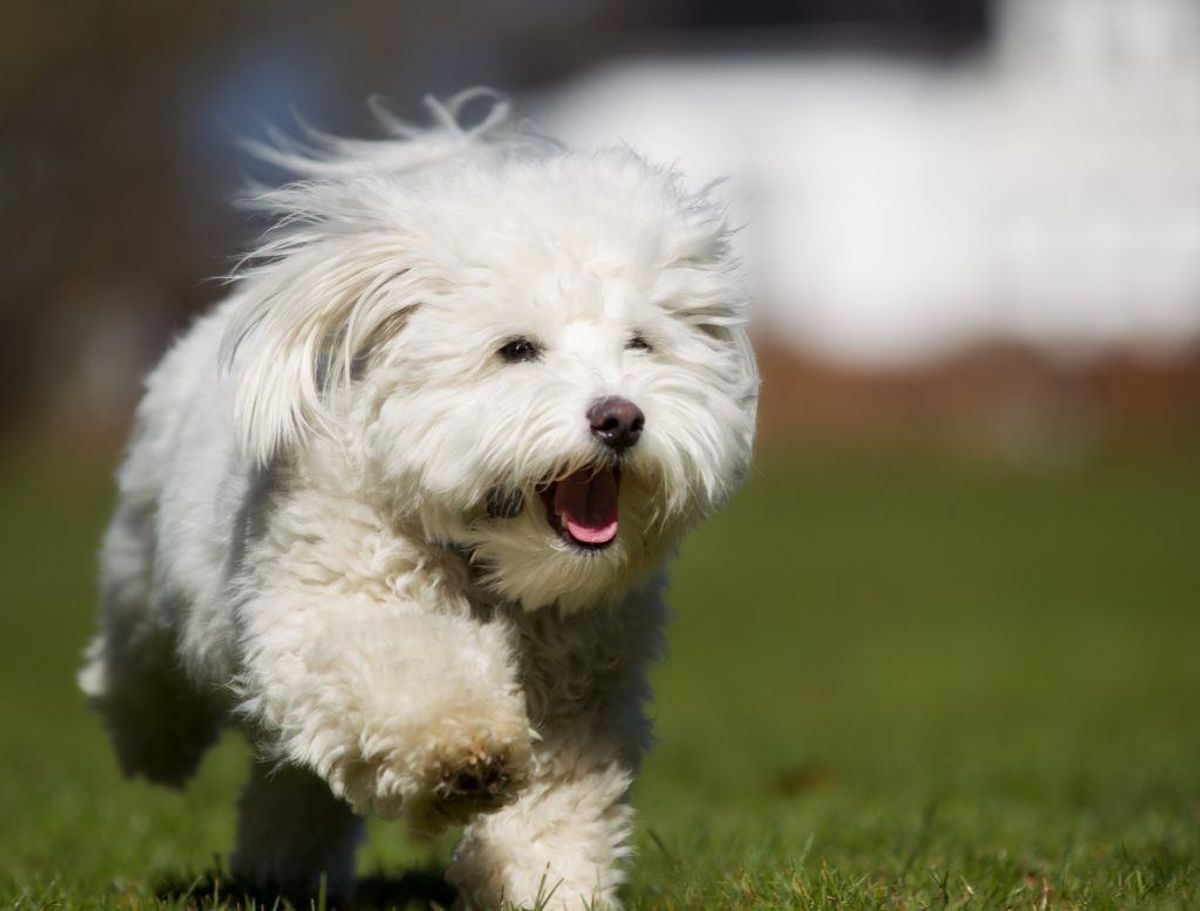 Nummer fire: Coton de tulear. Kilde: Agria Dyreforsikring. Arkivfoto.
