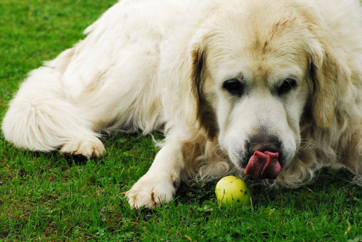 Nummer tre: Golden retriever. Kilde: Agria Dyreforsikring. Arkivfoto.
