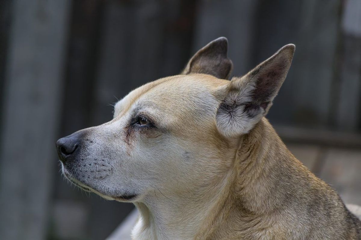 Nummer et: Blandingshund. Kilde: Agria Dyreforsikring. Arkivfoto.