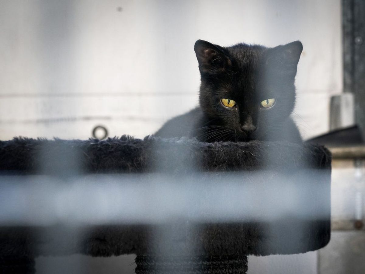 På de otte internater er der lige nu 1.400 efterladte kattekillinger. Foto: Ida Marie Odgaard/Ritzau Scanpix.