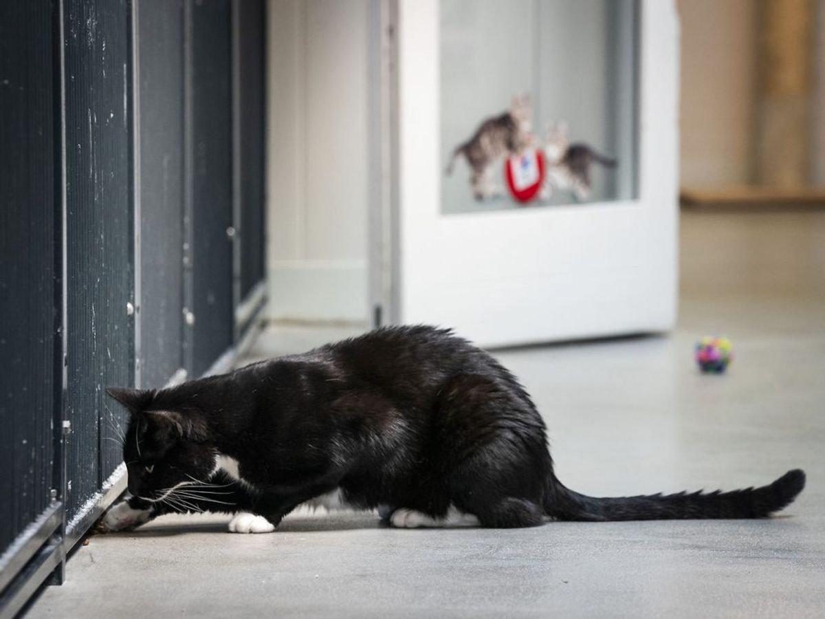 Det er dobbelt så mange, som ved samme tid sidste år. Foto: Ida Marie Odgaard/Ritzau Scanpix.