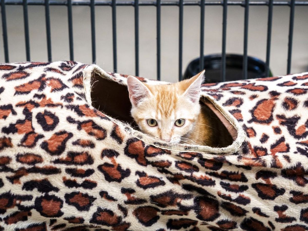 Det skyldes i høj grad at mange katteejere ikke tager ordentligt ansvar for deres kat. Foto: Ida Marie Odgaard/Ritzau Scanpix.