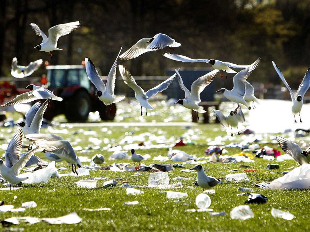 Der er rekordmange, der bruger naturen. Desværre er der stadig mange, der ikke får deres affald med derfra. Det kan skade dyrene. KLIK VIDERE OG SE MERE Foto: Ritzau Scanpix/ Arkiv