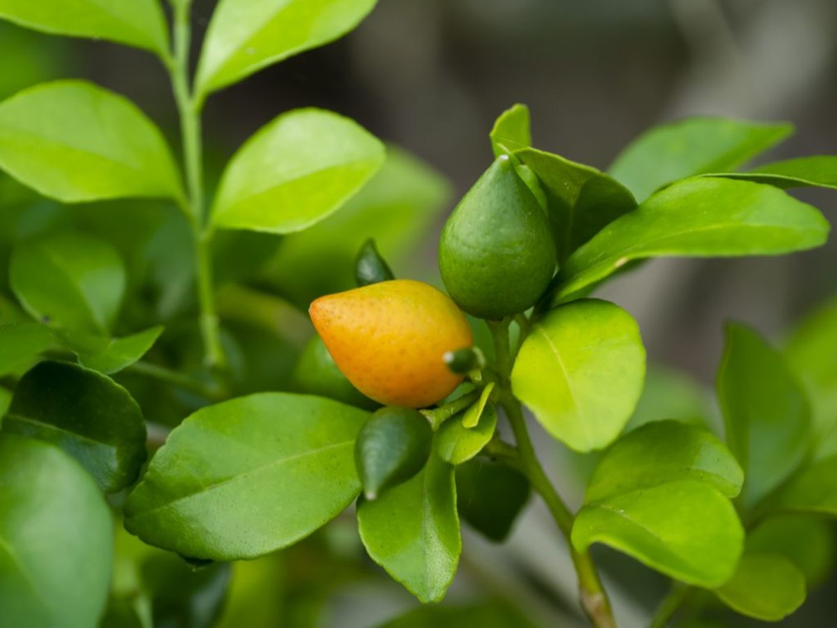 Det er flot med planter i plantekasser eller altankasser, men ikke alle kan klare mosten. KLIK VIDERE OG SE, HVILKE DER ADVARES IMOD. Foto: Noppharat Manakul, Colourbox