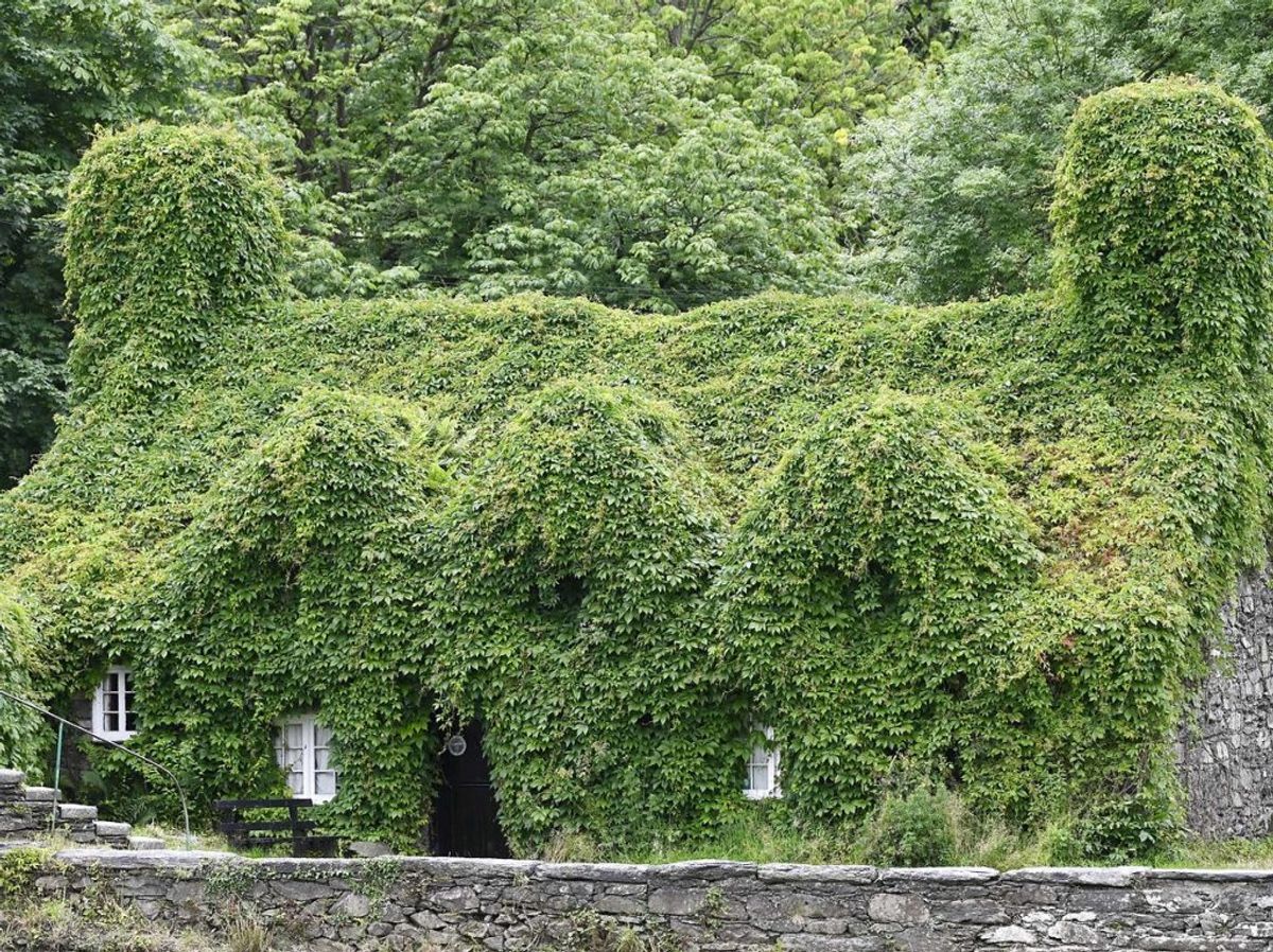 Øhh – hvad er der mon nede under slyngplanterne? KLIK VIDERE OG SE HVORDAN DET SER UD EFTER EN KLIPNING. Foto: Scanpix.