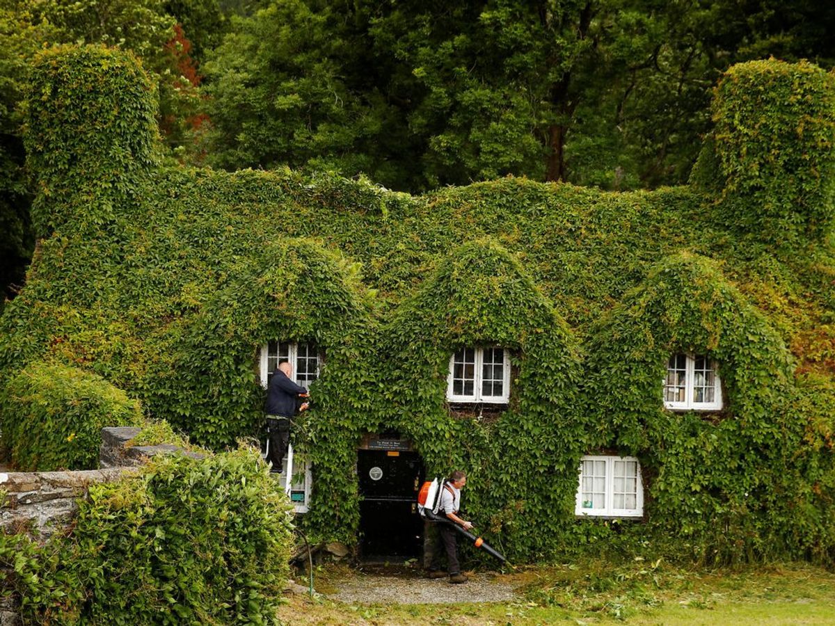 Huset, der er dækket af slyngplanter ligger i Wales i Storbritannien og hedder “Tu Hwnt ir Bont tea room” og er bygget i 1500-tallet. Foto: Scanpix.