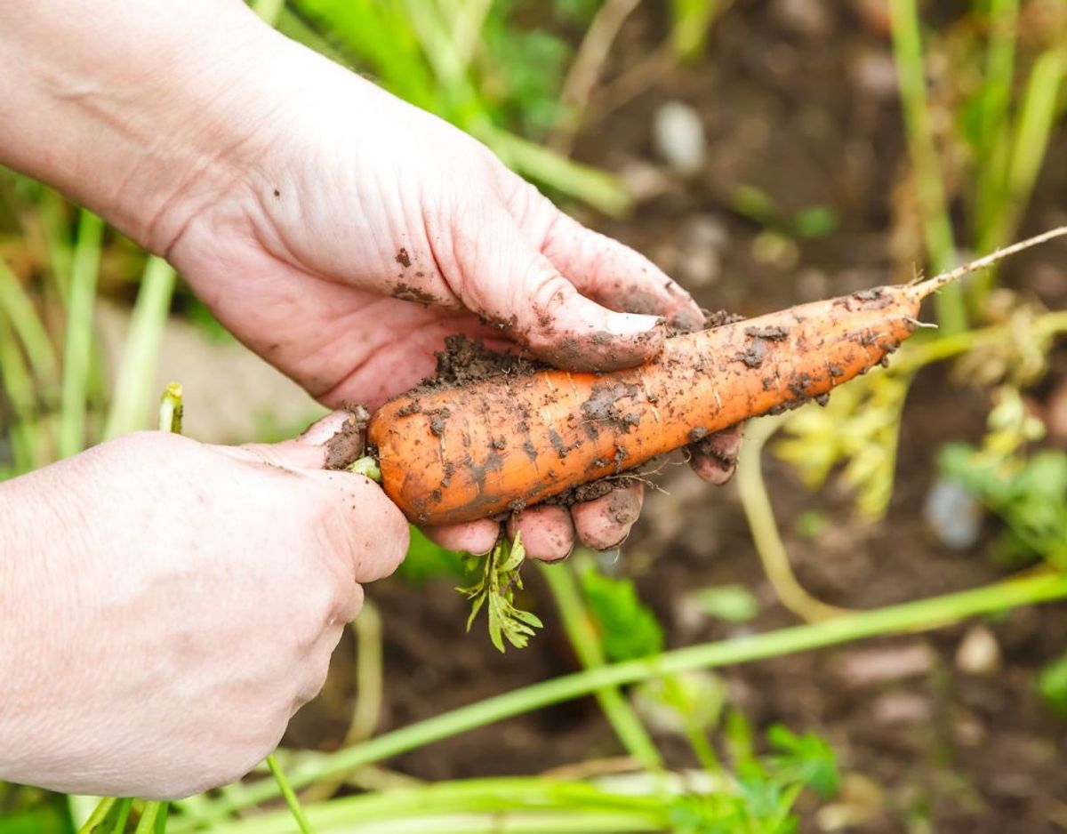 Gulerødder: Gulerødder vokser ikke så hurtigt, men er en hårdfør plante, der for det meste kan passe sig selv, når du har sået den. Foto: Scanpix