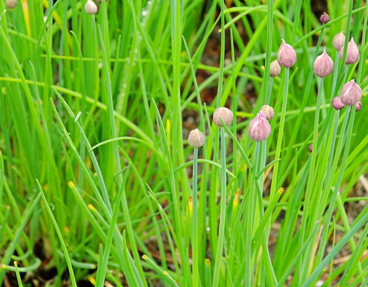 Purløg er en hårdfør plante, der kan stå de fleste steder i haven. Purløg kan sagtens klare sig selv hele året, så du kan have glæde af den samme plante flere år i træk. Foto: Scanpixs