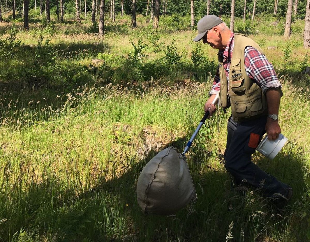 Henning Liljehult entomolog er sammen med Jan Pedersen nede i Bøtøskoven for at lede efter den nye
billeart, Amara kulti. Foto: Jan Pedersen.