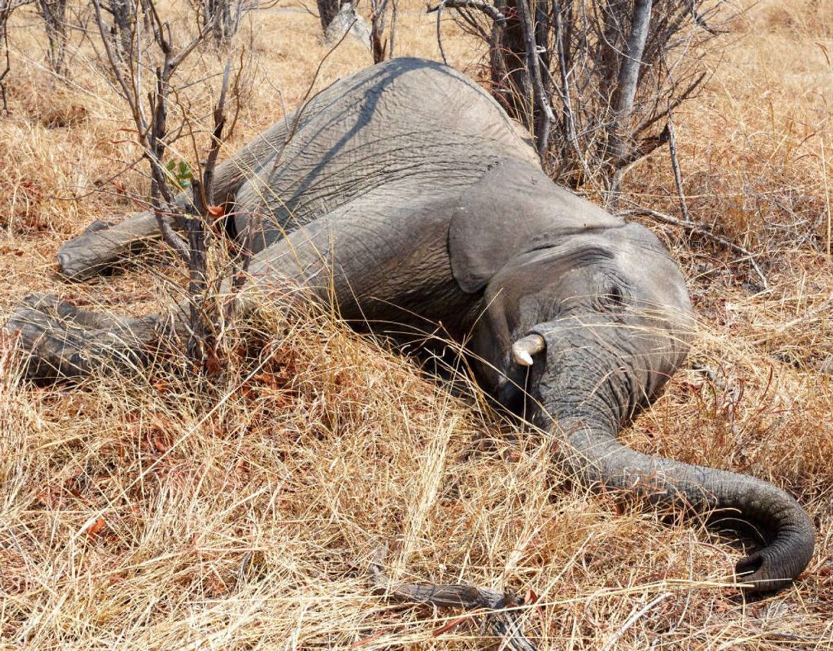 Siden starten af maj er der blevet observeret 350 døde elefanter i Okavango-deltaet i indlandsstaten Botswanna i det sydlige afrika. Man kender endnu ikke dødsårsagen – men man frygter den. Foto: Scanpix.