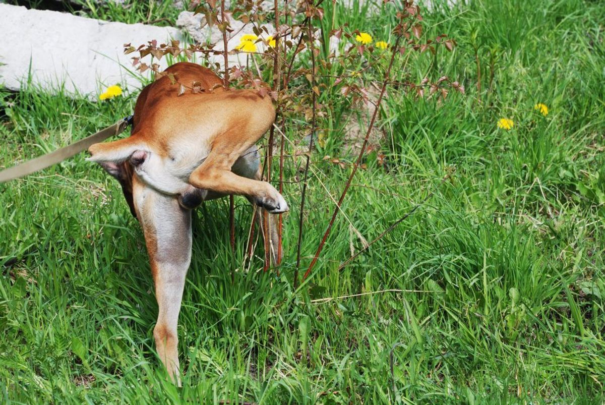 Har din hund diarré over flere dage, eller begynder den pludseligt at ændre sine toiletvaner drastisk, kan det være et tegn på kræft. Kilde: Reader’s Digest. Arkivfoto.