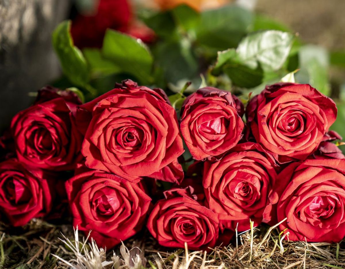 Der er lagt blomster til minde om de ni omkomne under Roskilde Festivalen i 2000 ved Mindelunden på Dyreskuepladsen i Roskilde, tirsdag den 30. juni 2020.. (Foto: Mads Claus Rasmussen/Ritzau Scanpix)