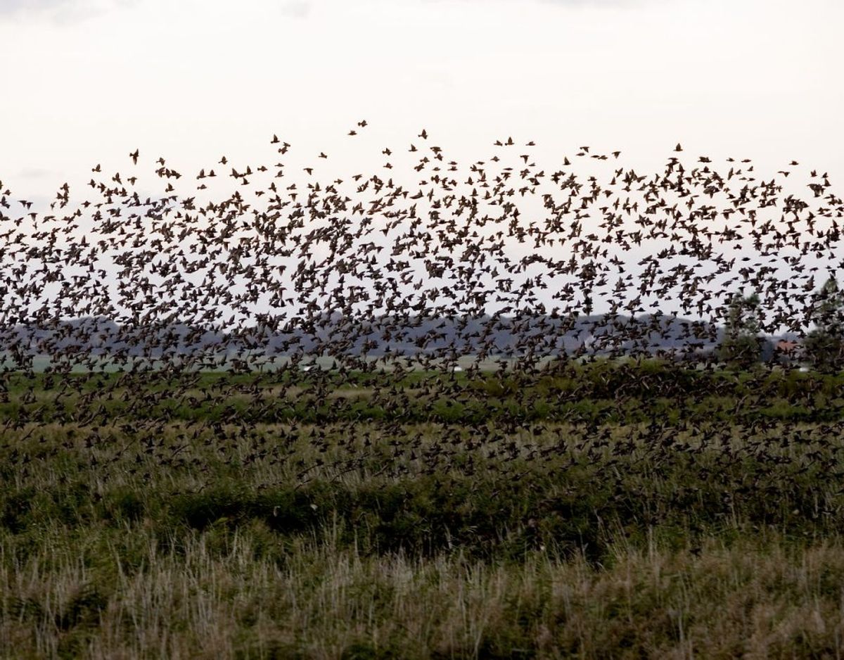 Det er ikke kun stæren, der er at finde i Tøndermarsken. Meget tyder på, at et stort projekt har fået flere sjældne fugle til at fatte interesse for området. Foto: Scanpix.